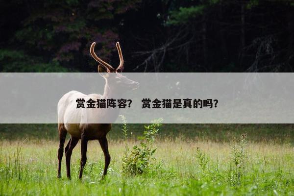 赏金猫阵容? 赏金猫是真的吗? 赏金猫阵容? 赏金猫是真的吗?